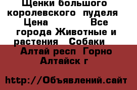 Щенки большого (королевского) пуделя › Цена ­ 25 000 - Все города Животные и растения » Собаки   . Алтай респ.,Горно-Алтайск г.